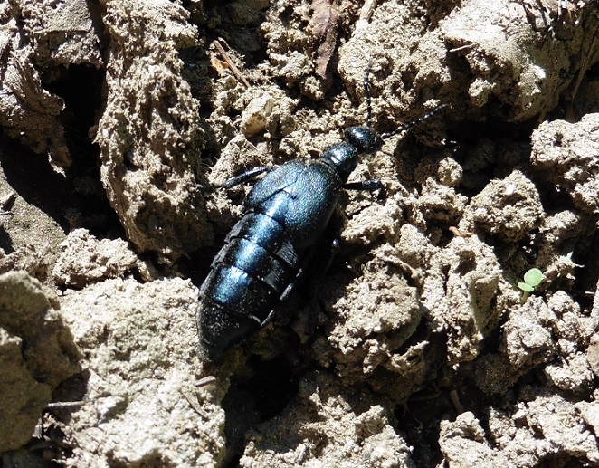 Meloe proscarabaeus, femmina, Meloidae.